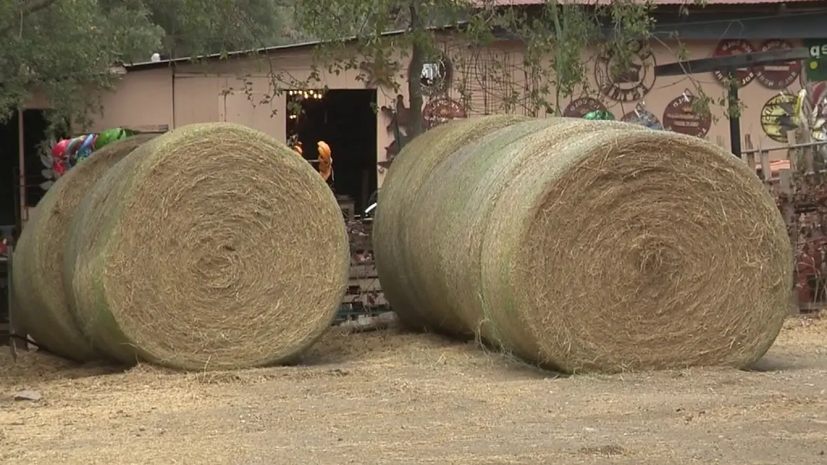 buy-hay-bales-near-me